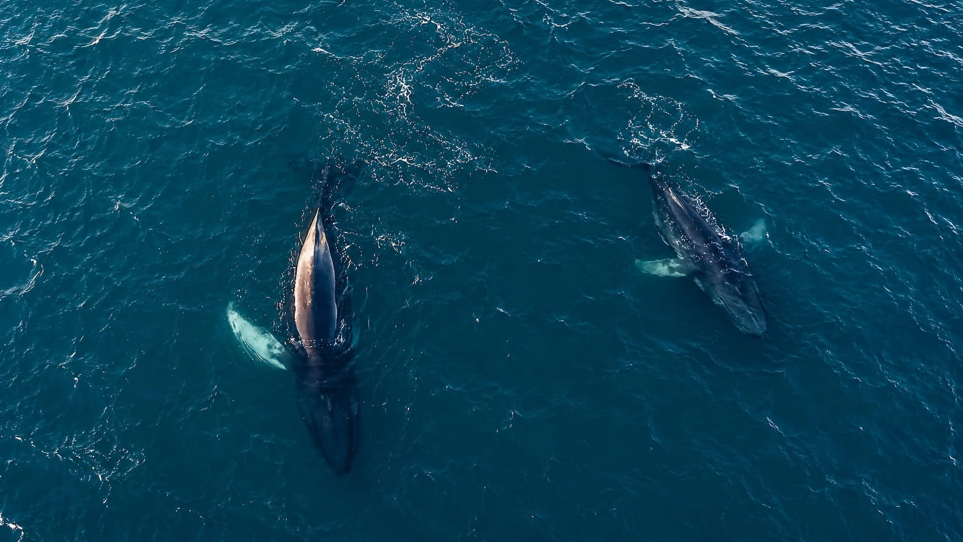 Whale Watching Tour Reykjavik Iceland